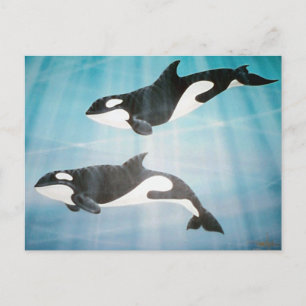 Orca Pair Briefkaart