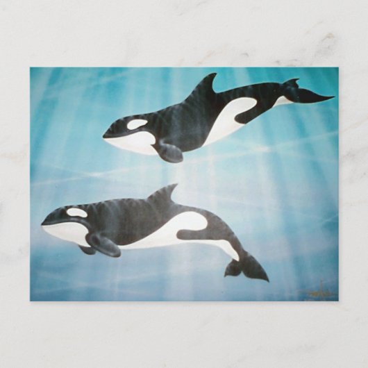 Orca Pair Briefkaart (Voorkant)