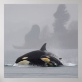 Orca Poster (Voorkant)