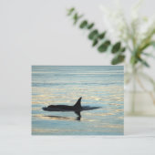 Orca Silhouette Briefkaart (Staand voorkant)