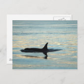 Orca Silhouette Briefkaart (Voorkant / Achterkant)