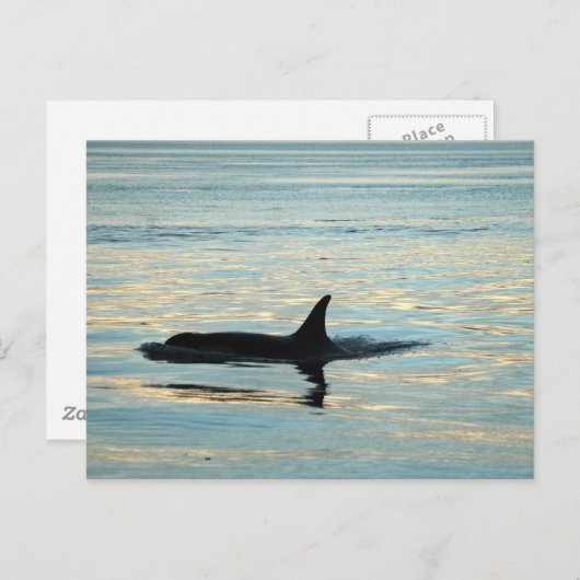 Orca Silhouette Briefkaart (Voorkant / Achterkant)