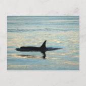 Orca Silhouette Briefkaart (Voorkant)
