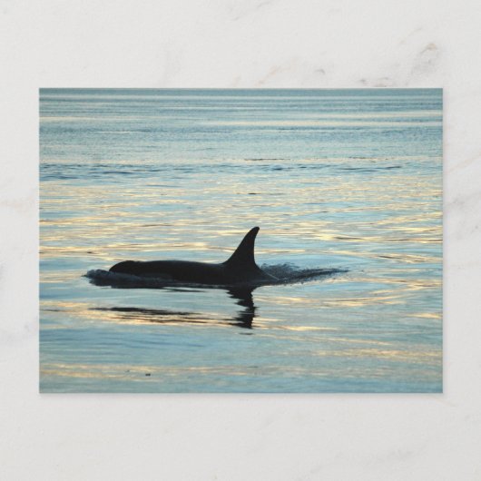 Orca Silhouette Briefkaart (Voorkant)