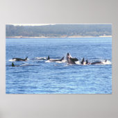 Orca Superpod Framed Print (Voorkant)