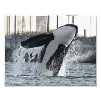 Orca Thor T046E Guemes Chanel Foto Afdruk