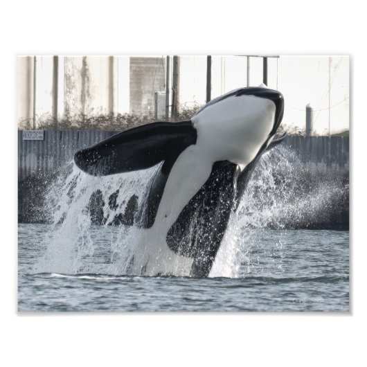 Orca Thor T046E Guemes Chanel Foto Afdruk (Voorkant)