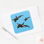 Orca Vierkante Sticker (Envelop)
