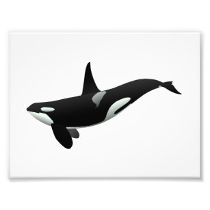Orca walale illustratie - Kies achtergrondkleur Foto Afdruk