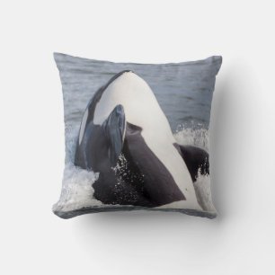 Orca walvis doorbreekt het wateroppervlak kussen