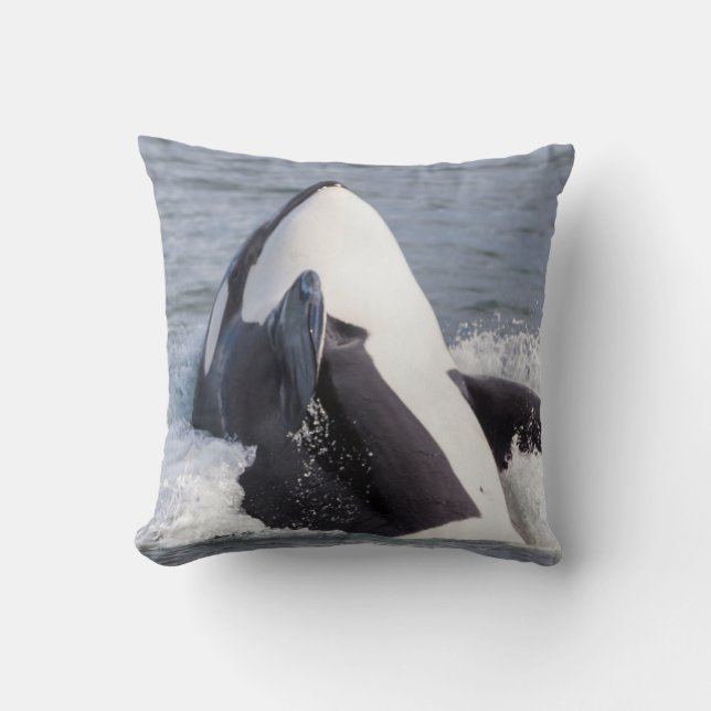 Orca walvis doorbreekt het wateroppervlak kussen (Voorkant)