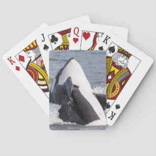 Orca walvis doorbreekt het wateroppervlak speelkaarten