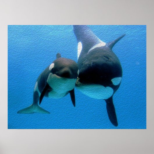 Orca-walvis met kalf poster (Voorkant)