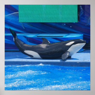Orca Whale, afgesneden Poster