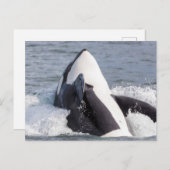 Orca whale breaching briefkaart (Voorkant / Achterkant)