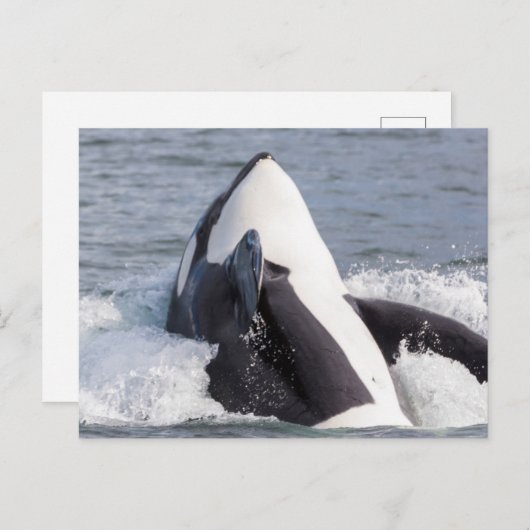 Orca whale breaching briefkaart (Voorkant / Achterkant)