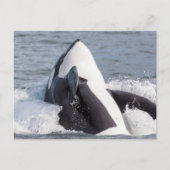 Orca whale breaching briefkaart (Voorkant)