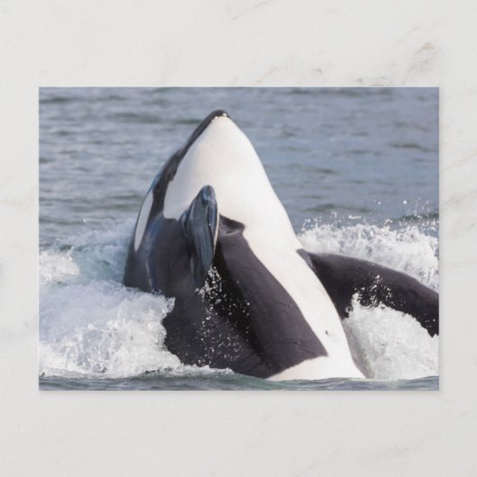 Orca whale breaching briefkaart (Voorkant)