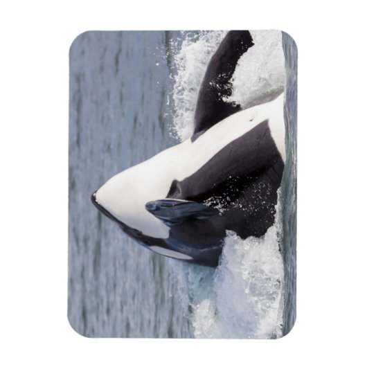 Orca whale breaching magneet (Verticaal)