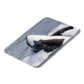 Orca whale breaching magneet (Linkerzijde)