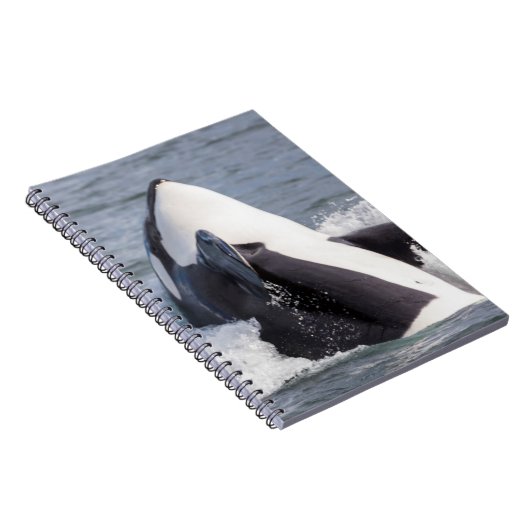 Orca whale breaching notitieboek (Rechterzijde)