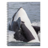 Orca whale breaching notitieboek (Voorkant)