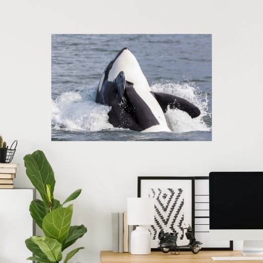 Orca whale breaching poster (Thuiskantoor)