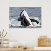 Orca whale breaching poster (Keuken)