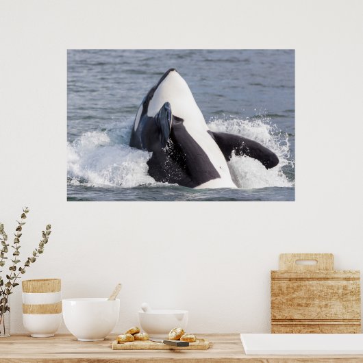 Orca whale breaching poster (Keuken)