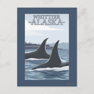 Orca Whales #1 - Whittier, Alaska Briefkaart