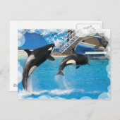 Orca Whales Briefkaart (Voorkant / Achterkant)