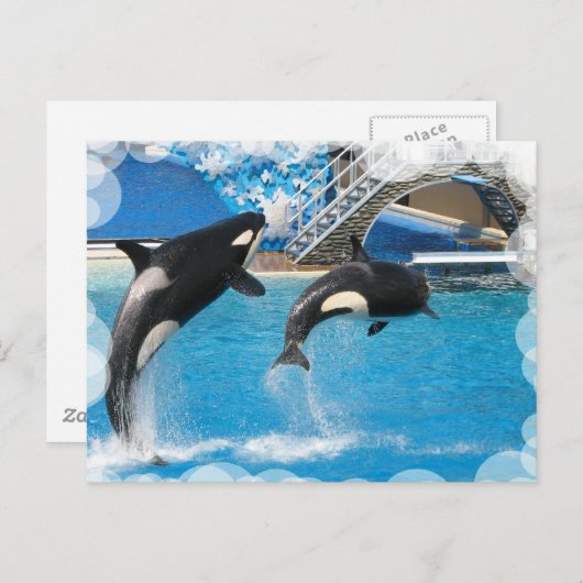 Orca Whales Briefkaart (Voorkant / Achterkant)
