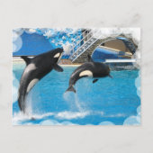 Orca Whales Briefkaart (Voorkant)
