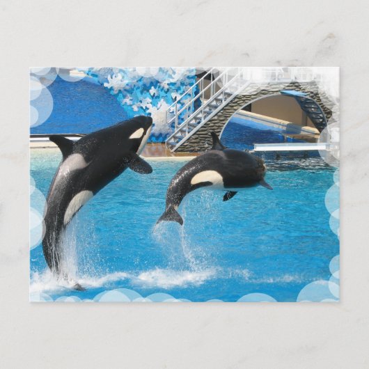 Orca Whales Briefkaart (Voorkant)
