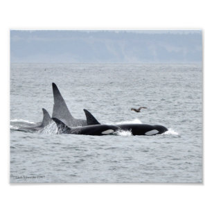 Orca Whales! Foto Afdruk
