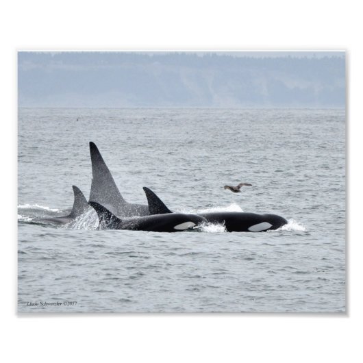 Orca Whales! Foto Afdruk (Voorkant)