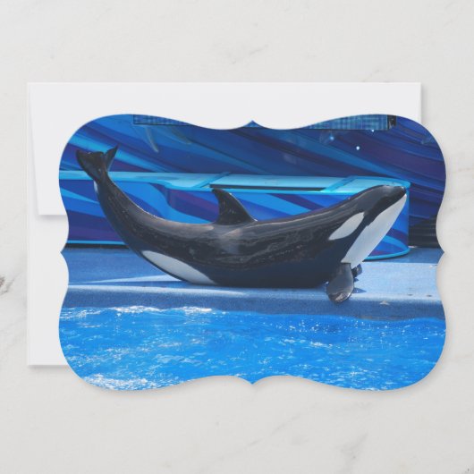 Orca Whales Kaart (Voorkant)