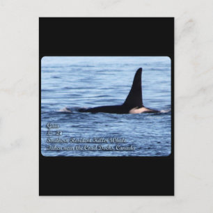 Orca; Zuidelijke inwoner Killer Whale-L28 Orca Briefkaart