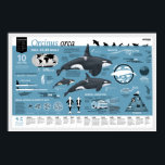 Orcagraphic poster - Engelse editie<br><div class="desc">Dit infografische poster show alle belangrijke feiten en cijfers over Orcinus orca. Een geweldig hulpmiddel voor je school, museum, walviswachtbedrijf, enz. Maar ook een musthave voor elke orkaan! Dit poster is een productie van Orcazine, het tijdschrift voor orcaholics. Schriftelijk en ontworpen door Leonard Boekee, met prachtige illustraties van Uko Gorter....</div>