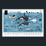 Orcagraphic poster - Engelse editie<br><div class="desc">Dit infografische poster show alle belangrijke feiten en cijfers over Orcinus orca. Een geweldig hulpmiddel voor je school, museum, walviswachtbedrijf, enz. Maar ook een musthave voor elke orkaan! Dit poster is een productie van Orcazine, het tijdschrift voor orcaholics. Schriftelijk en ontworpen door Leonard Boekee, met prachtige illustraties van Uko Gorter....</div>