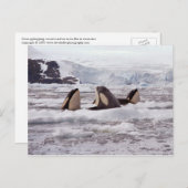 Orcas Spyhopping Briefkaart (Voorkant / Achterkant)