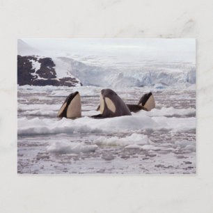 Orcas Spyhopping Briefkaart