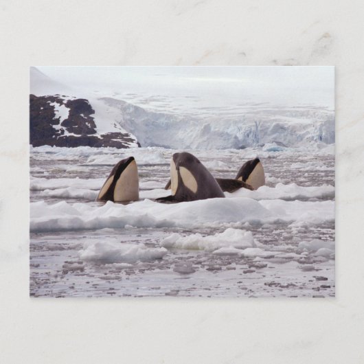 Orcas Spyhopping Briefkaart (Voorkant)