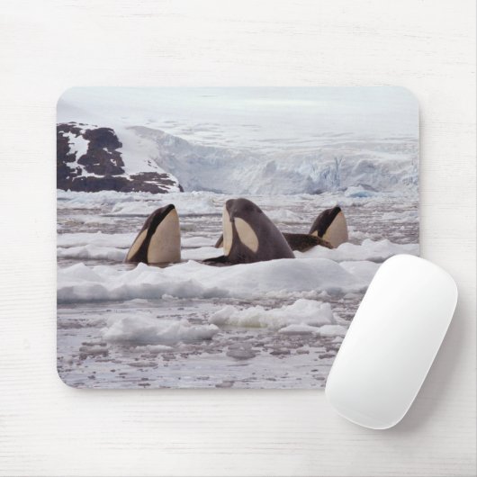 Orcas Spyhopping Mouspad Muismat (Met muis)
