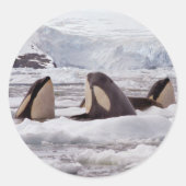 Orcas Spyhopping Sticker (Voorkant)