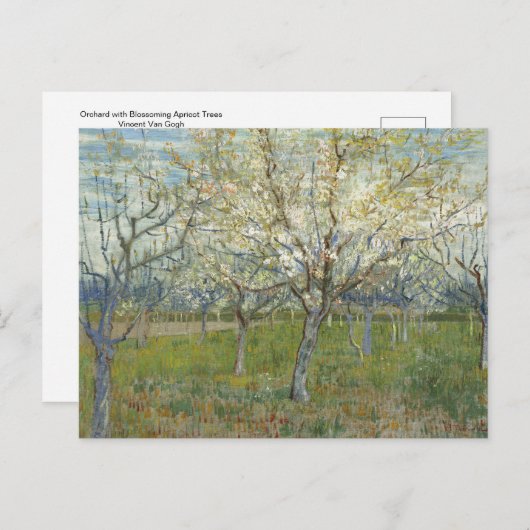 Orchard met bloedige abrikozenbomen - Van Gogh P Briefkaart (Voorkant / Achterkant)