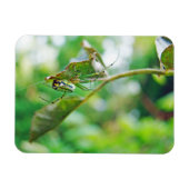 Orchard Orbwever - Leucauge venusta Magneet (Horizontaal)