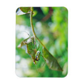 Orchard Orbwever - Leucauge venusta Magneet (Verticaal)
