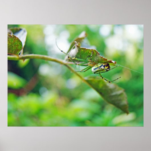 Orchard Orbwever - Leucauge venusta Poster (Voorkant)