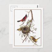 Orchard Oriole Briefkaart (Voorkant / Achterkant)